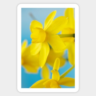 Narcissus  &#39;Twinkling Yellow&#39;  AGM  Division 7  Jonquilla  Daffodil Sticker